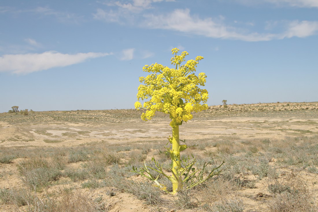 Изображение особи Ferula foetida.