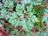 Geranium robertianum. Срединный лист побега отрастающего после зимы растения. Ставропольский край, г. Кисловодск, Курортный парк средний, среди блоков стенки вдоль пешеходной тропы по склону Сосновой горы. 01.04.2013.