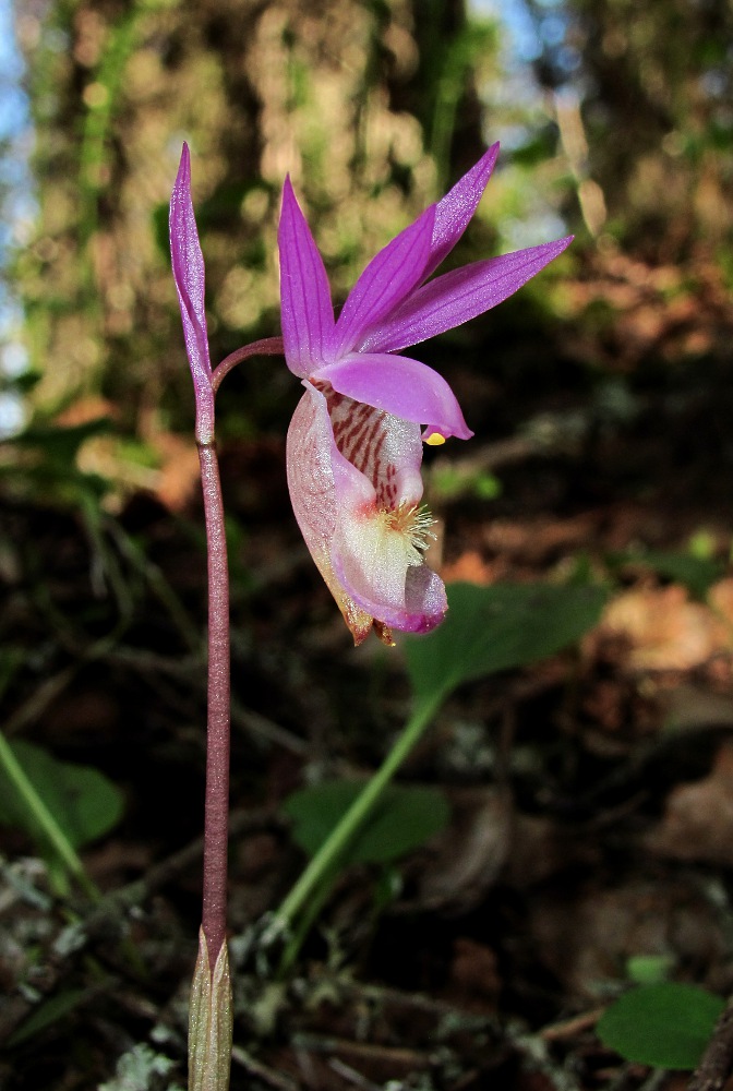 Image of Calypso bulbosa specimen.