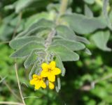 Alkanna orientalis