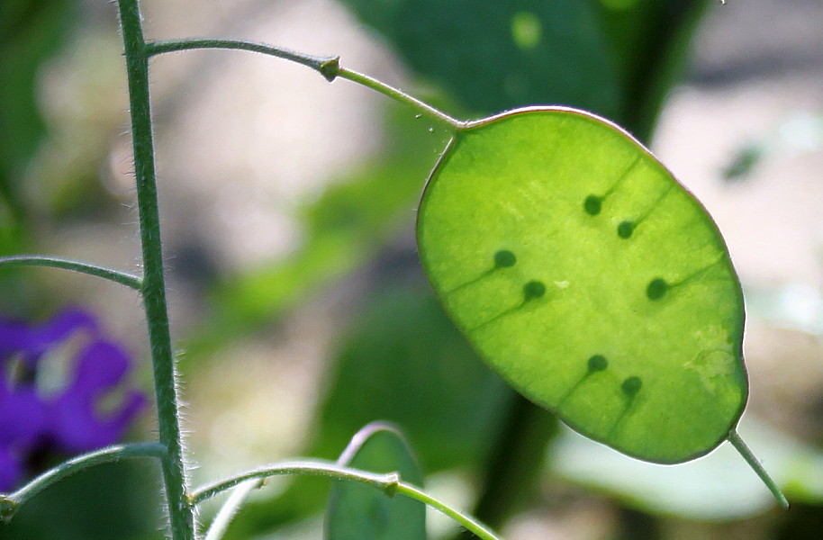 Image of Lunaria annua specimen.