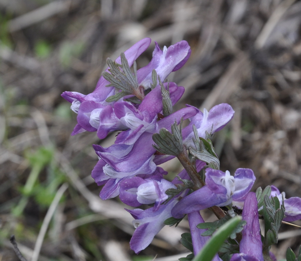 Image of Corydalis solida ssp. incisa specimen.