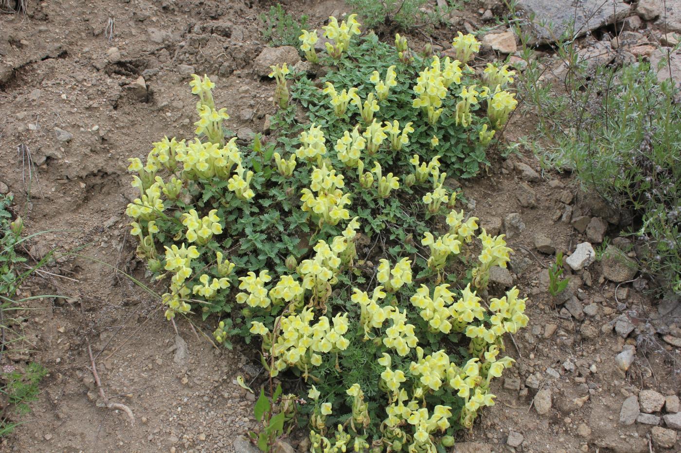 Изображение особи Scutellaria polyodon.