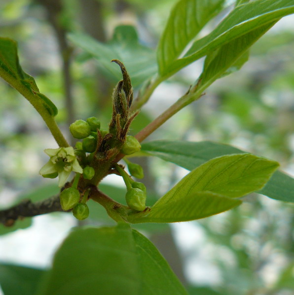 Изображение особи Frangula alnus.