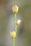 Image of taxon representative. Author is Владимир Эпиктетов