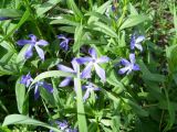 Vinca herbacea