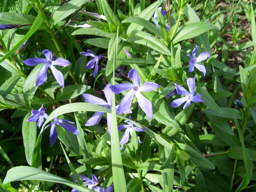 Изображение особи Vinca herbacea.