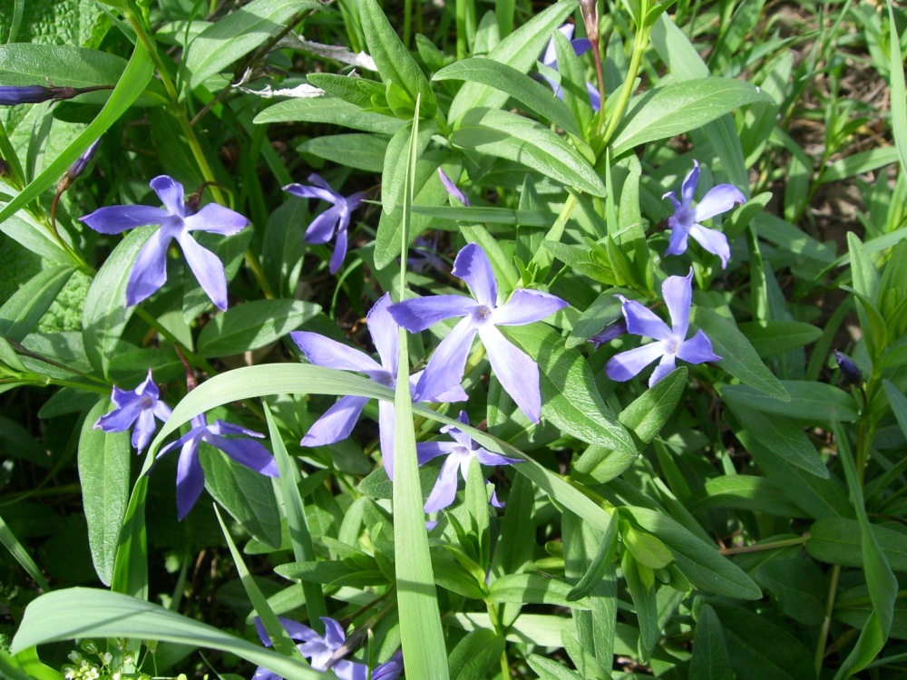 Image of Vinca herbacea specimen.