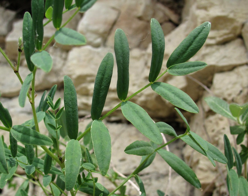 Image of Astragalus gorczakovskii specimen.