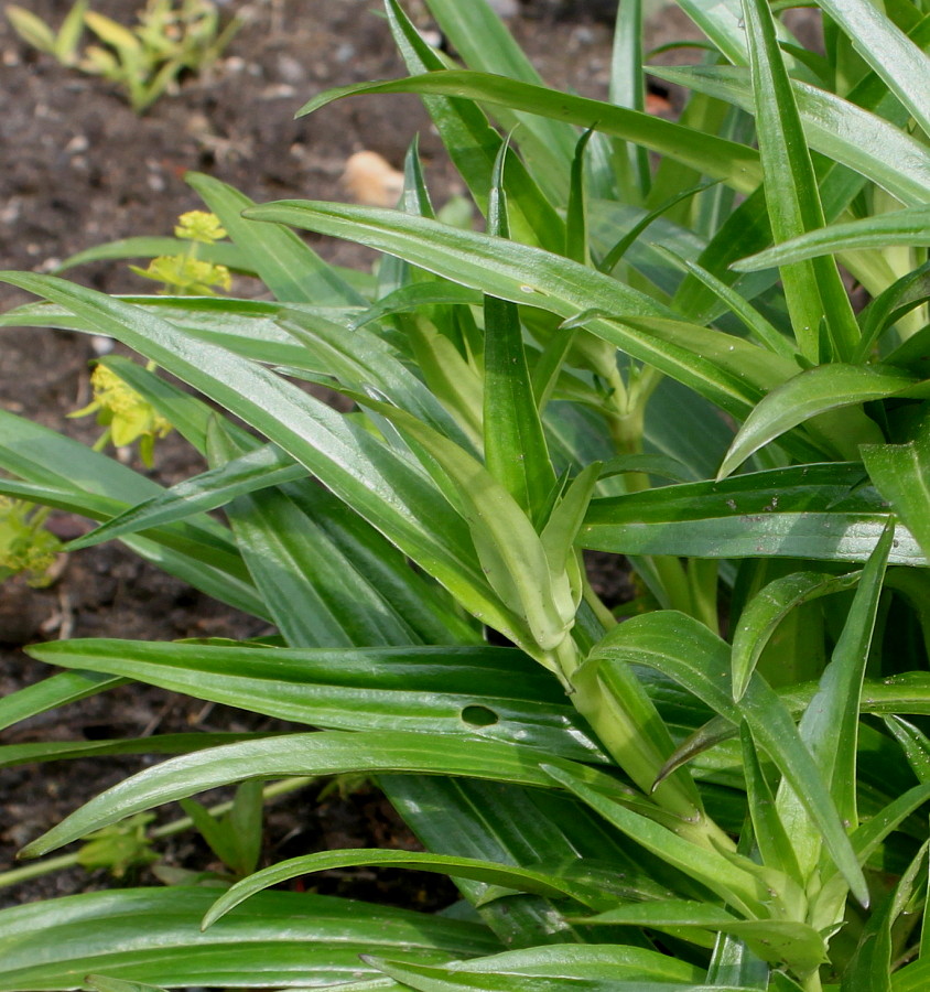 Image of Gentiana walujewii specimen.