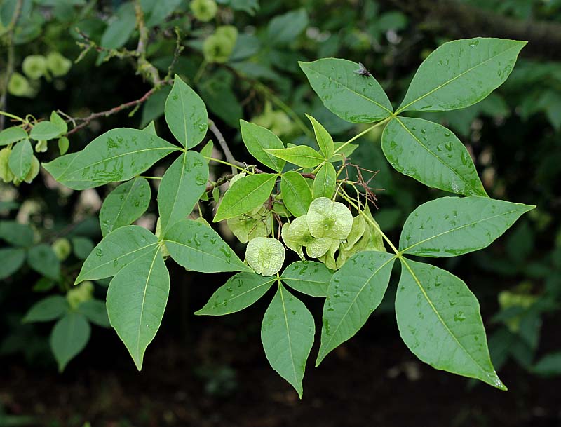 Изображение особи Ptelea trifoliata.