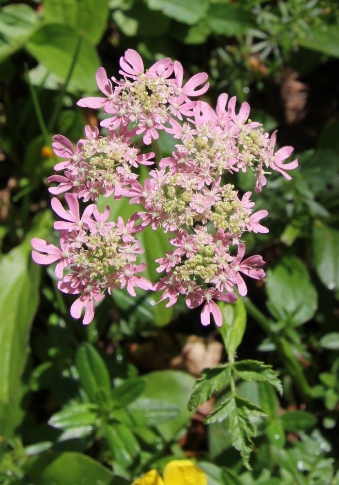 Изображение особи Heracleum austriacum ssp. siifolium.