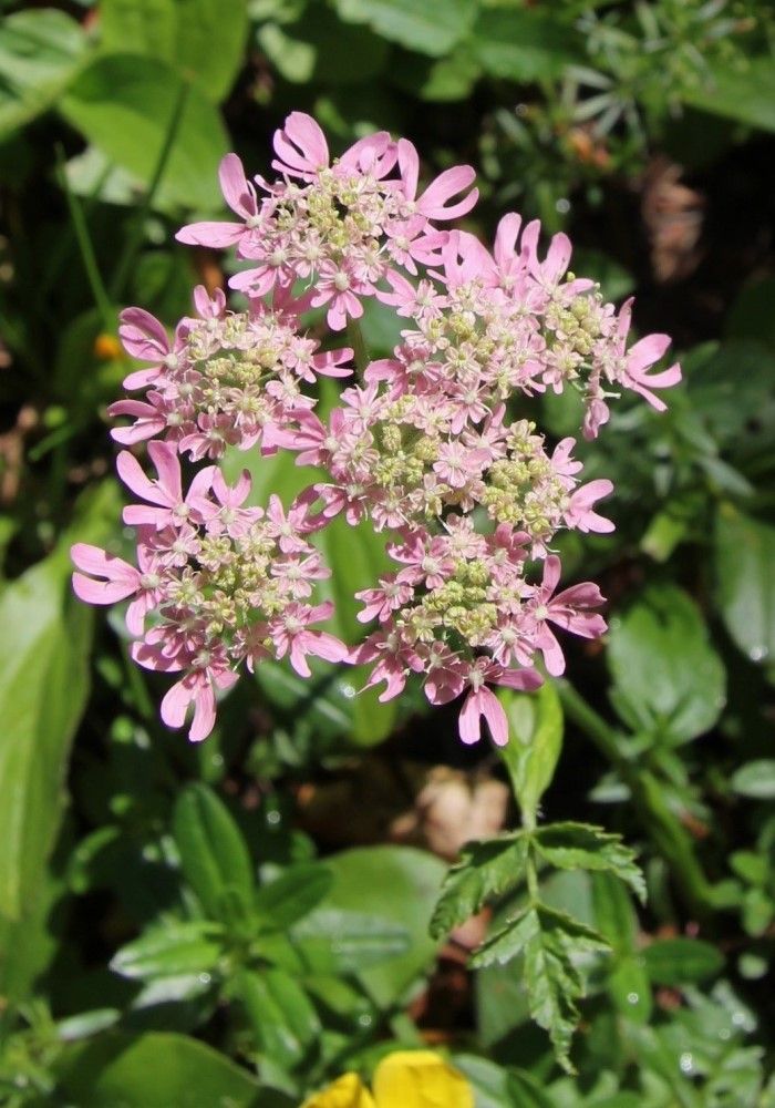 Image of Heracleum austriacum ssp. siifolium specimen.