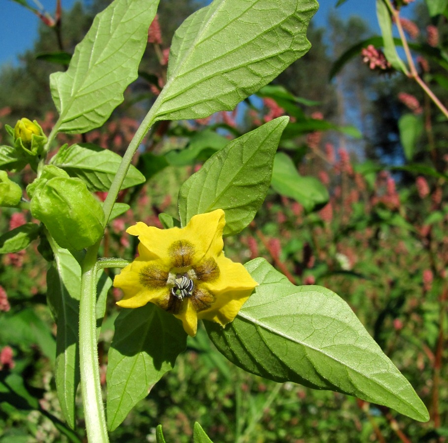 Изображение особи Physalis ixocarpa.