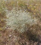 Artemisia santonicum. Цветущее растение. Украина, Запорожская обл., Гуляйпольский р-н, г. Гуляйполе, западная окраина города, берег пруда. 25.08.2013.