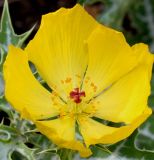 Argemone mexicana