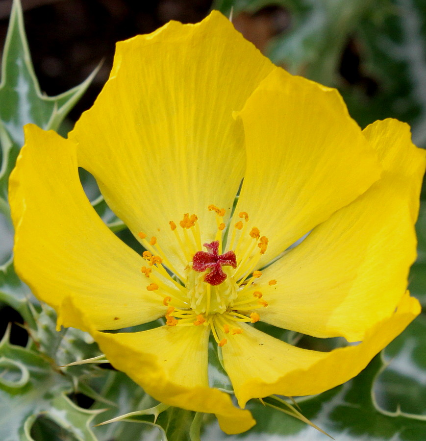 Image of Argemone mexicana specimen.