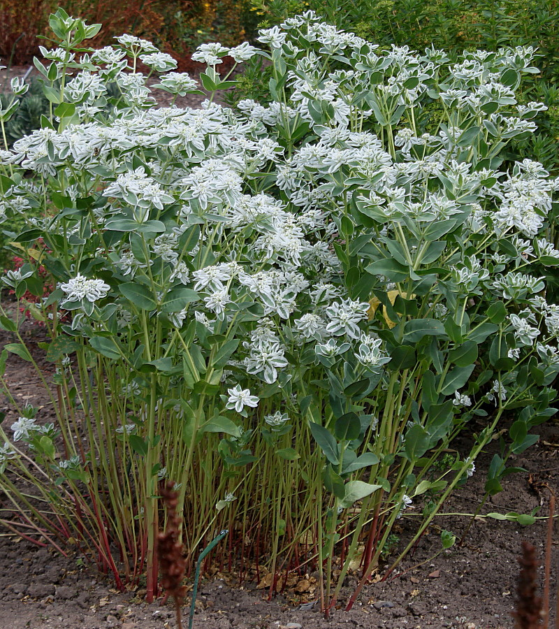 Изображение особи Euphorbia marginata.