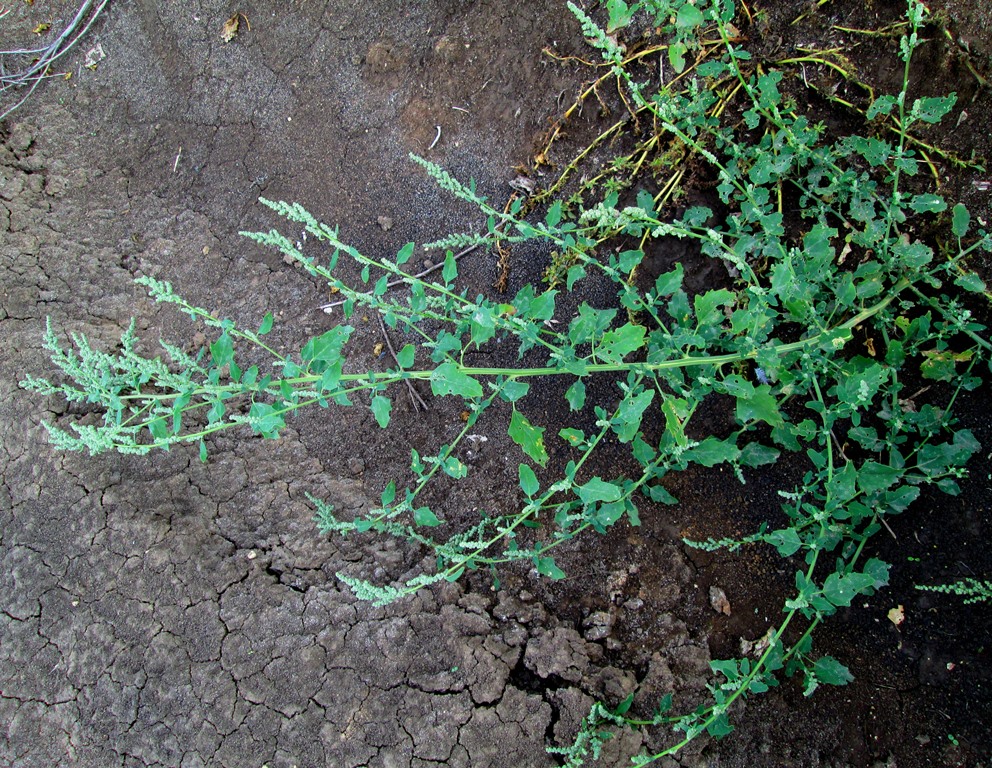 Изображение особи Chenopodium album.