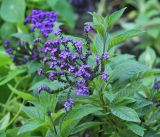 Heliotropium arborescens. Верхняя часть побега с соцветием. Крым, Ялтинский горсовет, пос. Никита, Никитский ботанический сад, в культуре. 3 августа 2013 г.