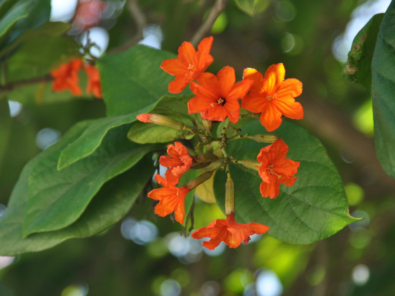 Изображение особи Cordia sebestena.