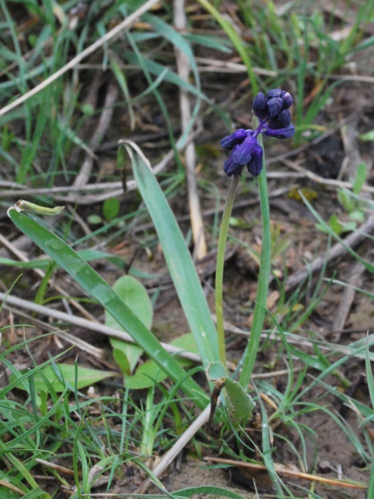 Image of Bellevalia turkestanica specimen.