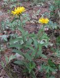 Inula hirta