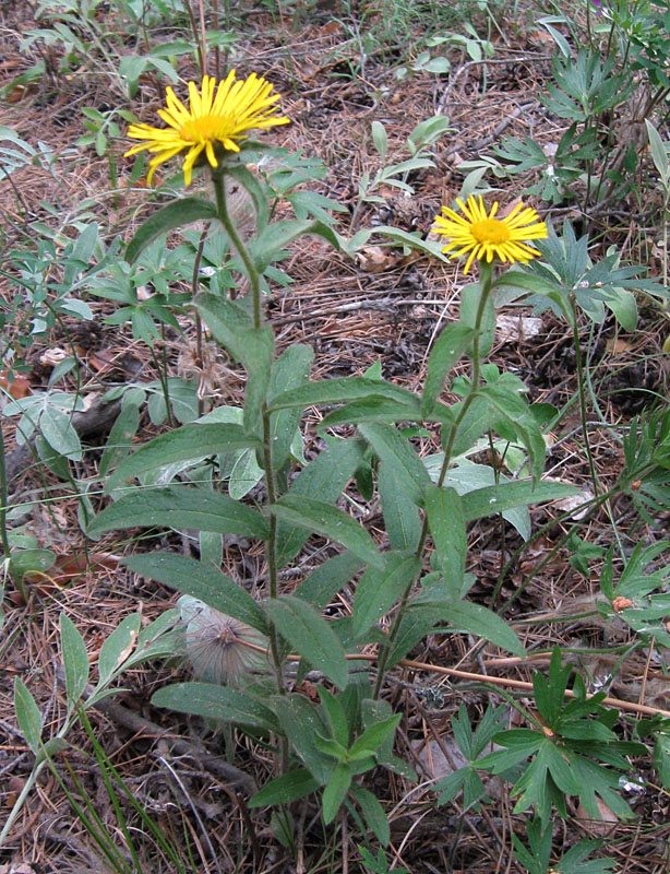 Image of Inula hirta specimen.