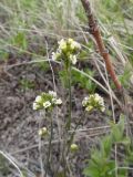 genus Draba. Верхушки побегов с соцветиями. Чукотский автономный округ, Анадырский р-н, окр. пос. Угольные Копи. 16 июня 2013 г.