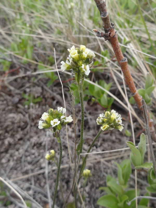 Изображение особи род Draba.