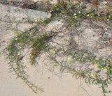 Xenostegia tridentata. Цветущее растение. Таиланд, остров Тао. 28.06.2013.