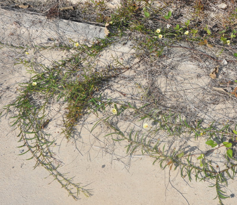 Image of Xenostegia tridentata specimen.