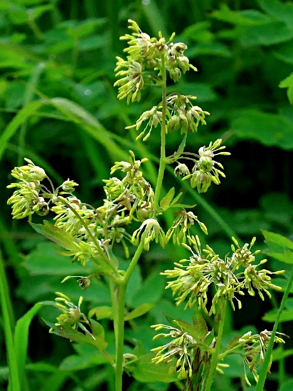 Image of Thalictrum minus specimen.