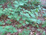 Cotinus coggygria