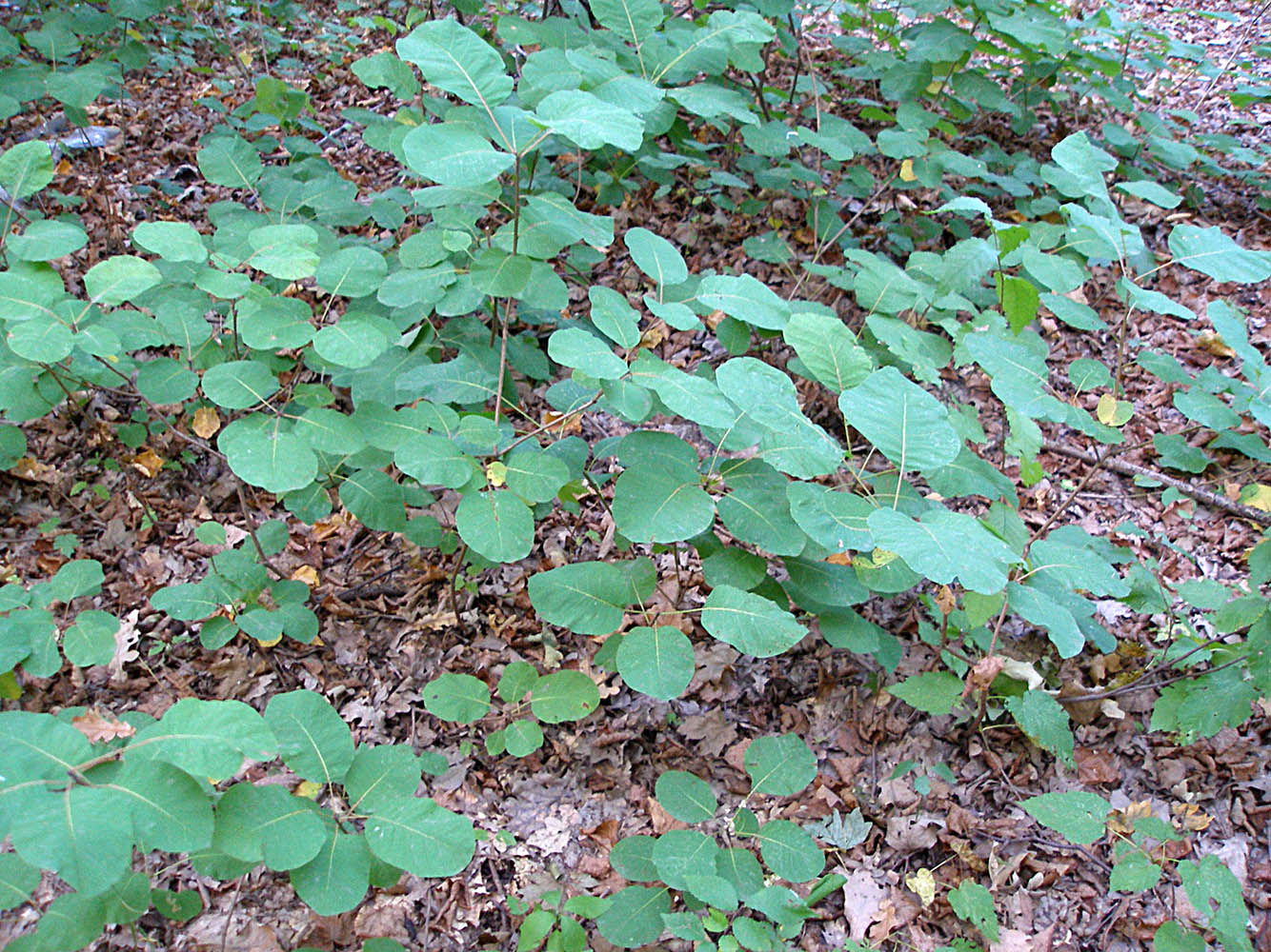 Image of Cotinus coggygria specimen.