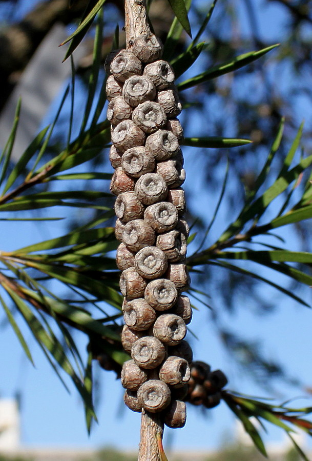 Изображение особи Callistemon phoeniceus.