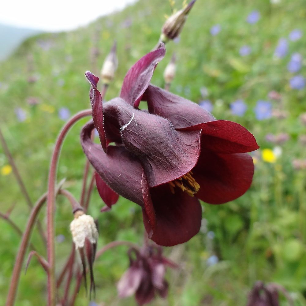 Изображение особи Aquilegia atrovinosa.