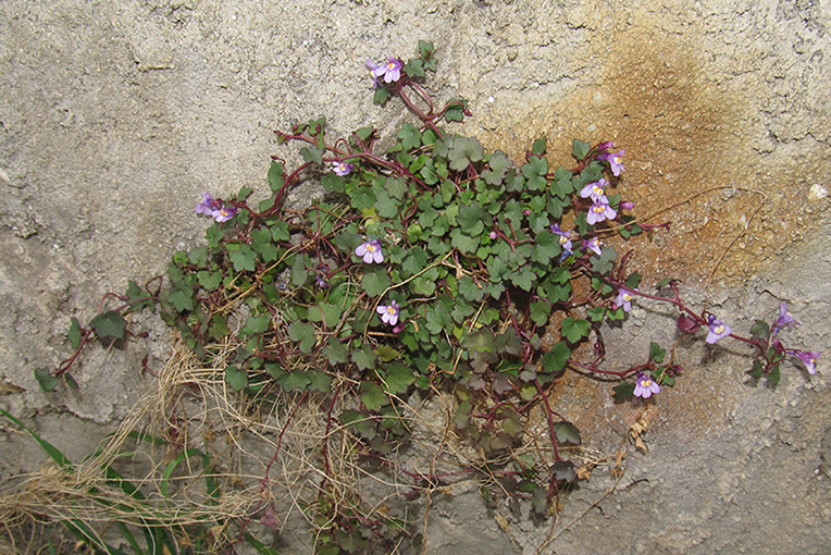 Изображение особи Cymbalaria muralis.