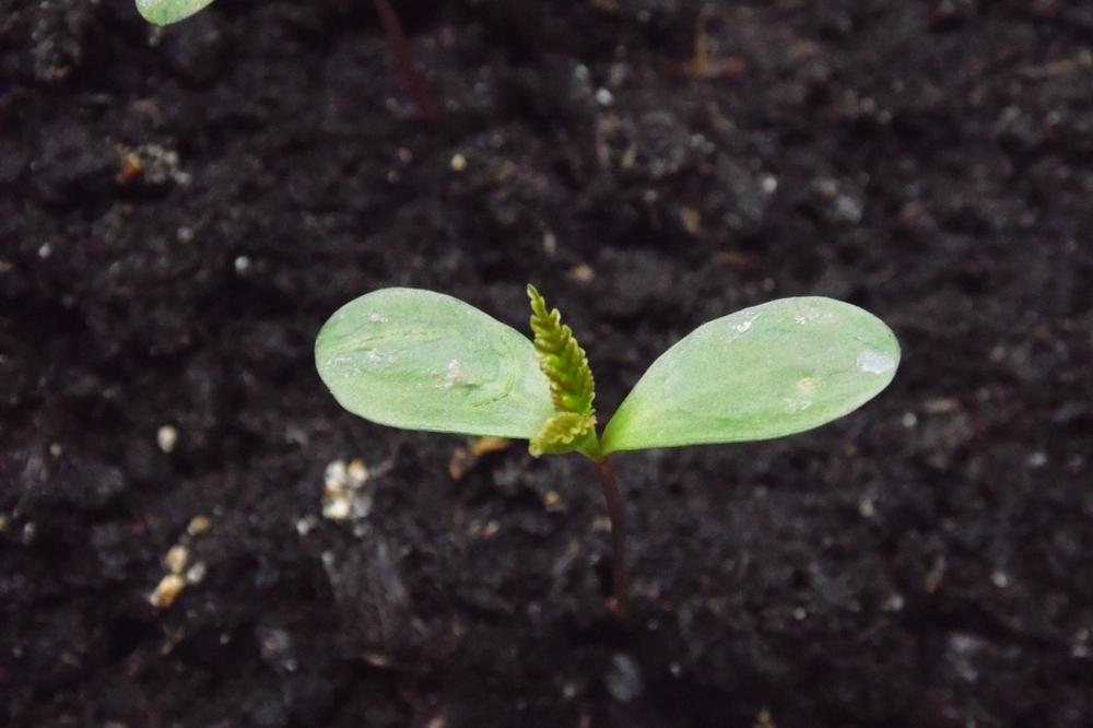 Image of Acer tataricum specimen.