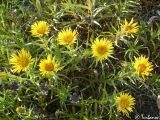 Inula ensifolia