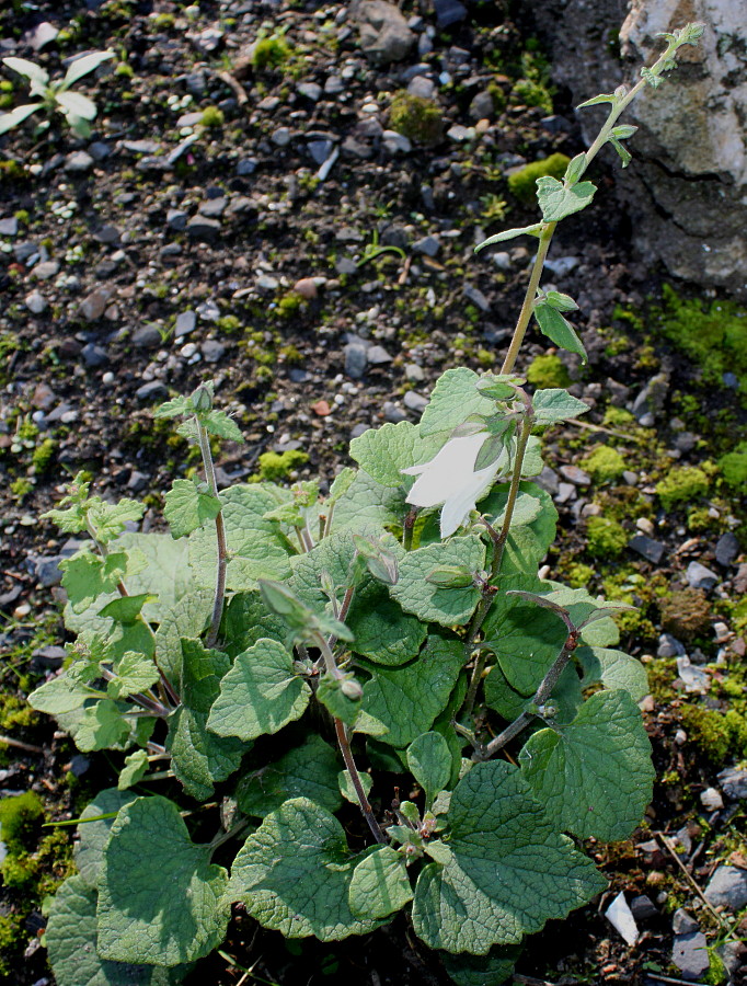 Изображение особи род Campanula.