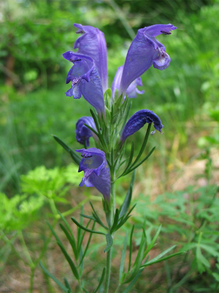 Изображение особи Dracocephalum austriacum.