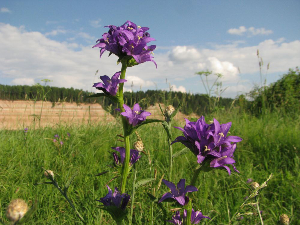 Image of Campanula glomerata specimen.