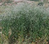 Lepidium latifolium