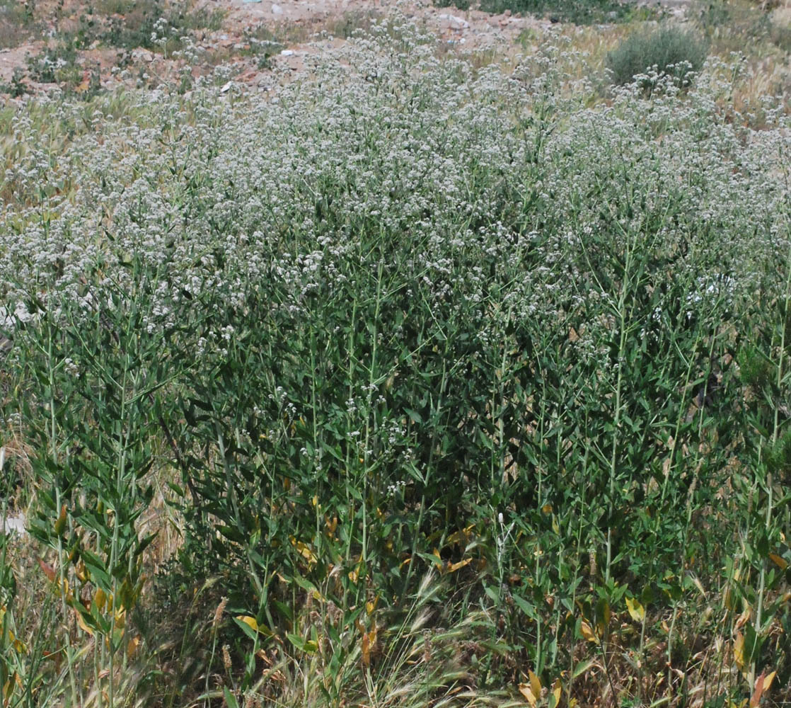 Изображение особи Lepidium latifolium.