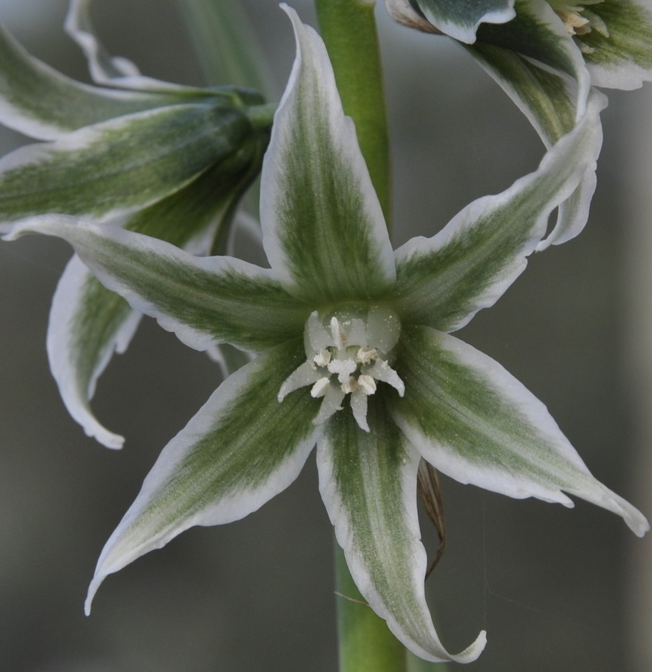 Image of Ornithogalum nutans specimen.