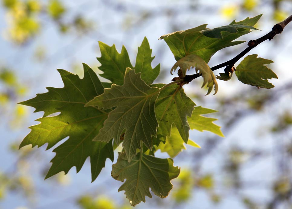 Изображение особи Platanus orientalis.