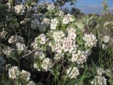 Pyrus elaeagrifolia