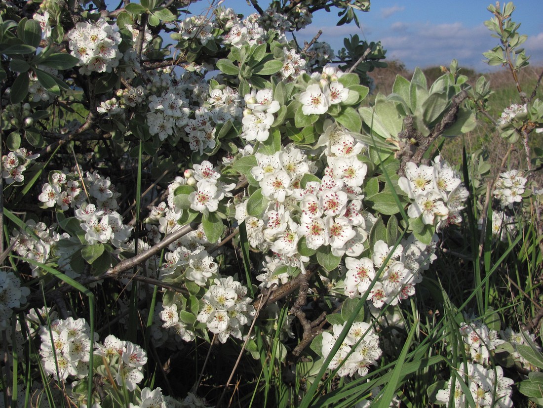 Изображение особи Pyrus elaeagrifolia.