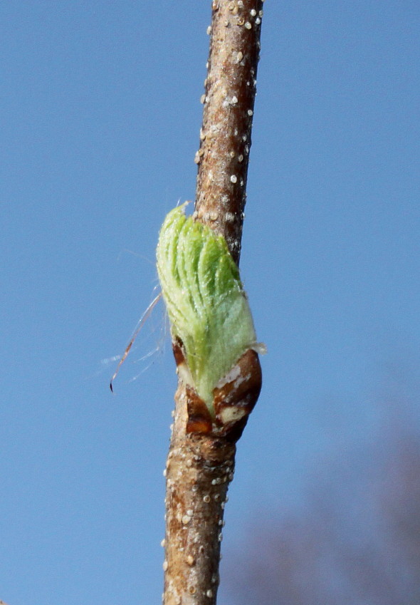 Изображение особи Betula dauurica.